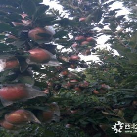 烟富、鲁丽、黑王姬（黑苹果）系列苗圃直销