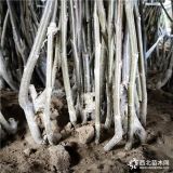 香玲核桃苗简介 基地核桃苗品种规格齐全