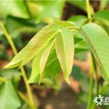 核桃树苗种植基地价格