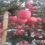 秦脆苹果树苗批发基地价格