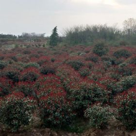 南京紅葉石楠價格 2018年基地價格信息