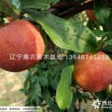 大紅袍李子苗，遼寧惠農(nóng)苗木基地3公分大紅袍李子苗