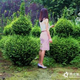 黄金闪闪金禾女贞造型  金禾女贞小苗批发  金禾女贞花瓶系