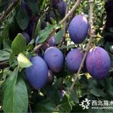 西梅李子樹(shù)苗價(jià)格，2年西梅李子樹(shù)苗批發(fā)出售