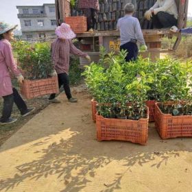 哪里有沃柑苗/沃柑苗價格/廣西大型沃柑杯苗基地