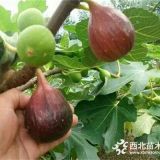 波姬红无花果树苗价格、波姬红无花果树苗多少钱一棵