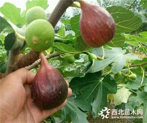 波姬红无花果树苗