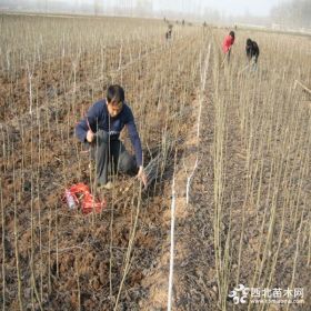 嫁接新新2号核桃苗 山东核桃树苗价格