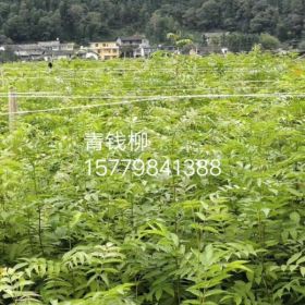 供应10-15公分的精品青钱柳苗