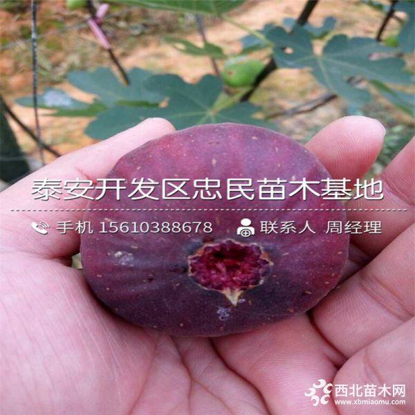 无花果树苗