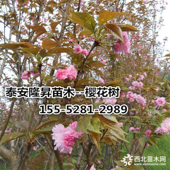 高桿櫻花