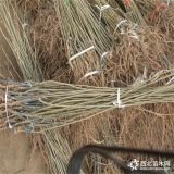 泰山大红袍板栗苗 怎么种植板栗苗丰产？