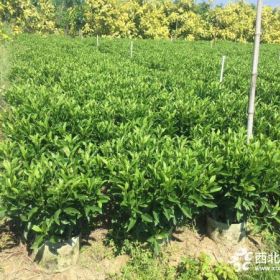 30公分高非洲茉莉