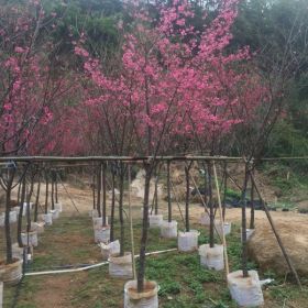 福建山樱花