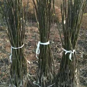 1米高2年生核桃苗 山西核桃樹苗基地