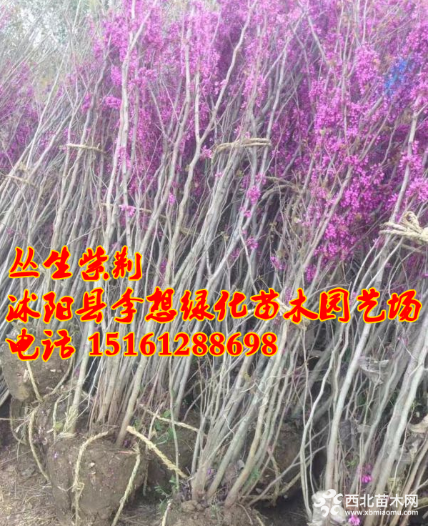 叢生紫荊.png1_副本