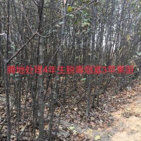 出售占地用脱毒烟富3苹果苗2-5公分