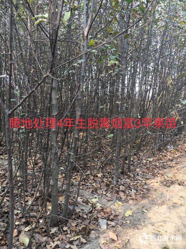 脱毒烟富3苹果苗