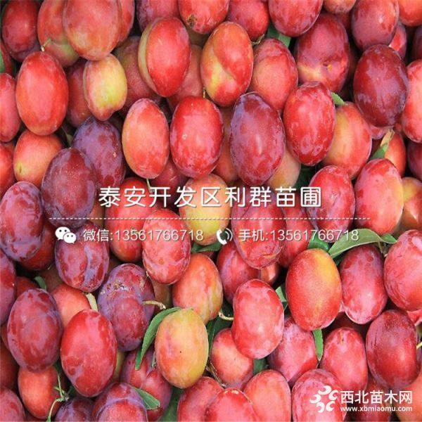 紅布林李子苗