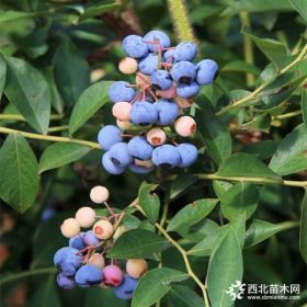 伯克利蓝莓苗 123公分蓝莓苗不同品种报价