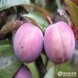 泰安7公分紅葉李品質(zhì)好