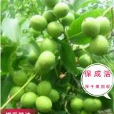 優(yōu)質(zhì)薄皮核桃苗冠核一號(hào)核桃苗