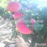 新品種水蜜桃樹苗 水蜜桃樹苗價格 1年水蜜桃樹苗多少錢