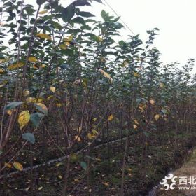 2公分樱花|3公分樱花|樱花图片|苗圃供应