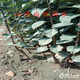 市面哪个苹果苗好 维纳斯黄金苹果苗多少钱 2019年苹果苗