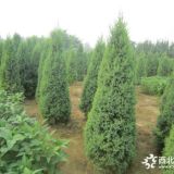 望都塔檜 高度3米冠幅1米 批發(fā)價格每棵300元