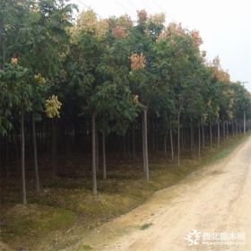 黄山栾树价格 基地栾树苗批发报价