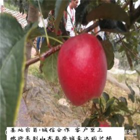 2年生鲁丽苹果树苗报价 矮化鲁丽苹果苗基地