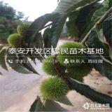 山东板栗树苗价格 山东板栗树苗基地多少钱