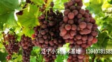 新疆葡萄无籽葡萄 弗雷无核葡萄  费雷多少一颗