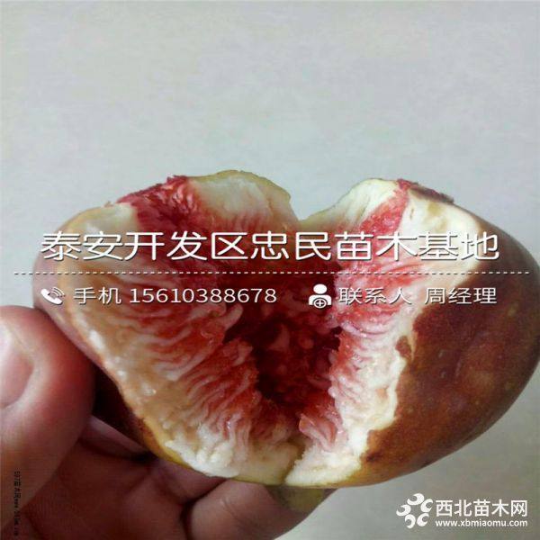 无花果树苗