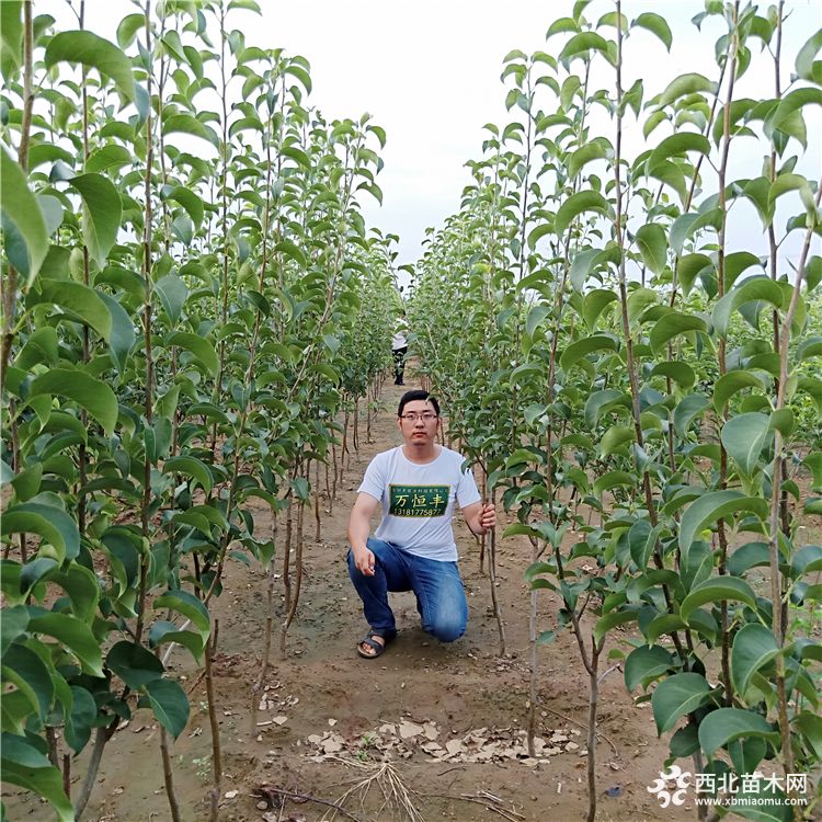 梨树苗新品种《梨树苗培育基地》梨树苗什么品种好