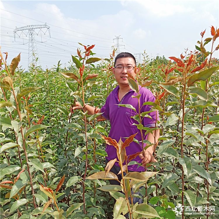 梨树苗品种《专业育苗基地》山东梨树苗品种