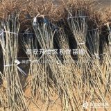 大红袍板栗树苗、大红袍板栗树苗价格