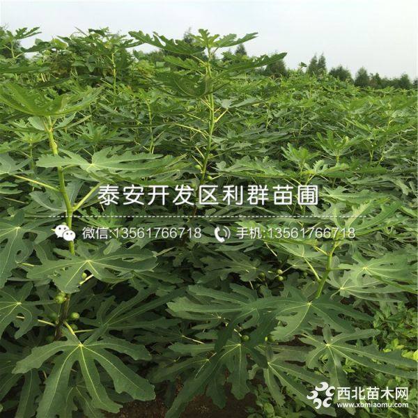 山东无花果树苗