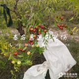 枣树苗 蟠枣树苗价格