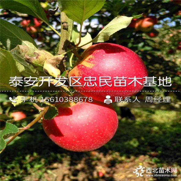 紅富士蘋果苗