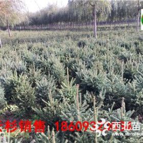 新疆云杉-新疆哪里种植销售云杉树苗