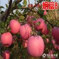 批發紅肉蘋果樹苗、1公分2公分紅將軍/紅富士蘋果樹苗