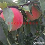 早熟桃樹(shù)苗幾月成熟 桃樹(shù)苗幾年結(jié)果 桃樹(shù)苗多少錢(qián)一棵