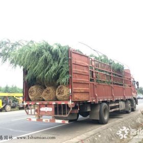 苏州雪松苗商只能再江苏买雪松吗？