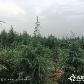 雪松植物的特性和应用_大易园林