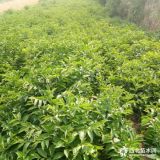 軟棗苗產(chǎn)地  山西農(nóng)戶直銷1-2年軟棗苗