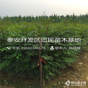 花椒树苗哪里有卖的、花椒树苗什么价格、花椒树苗基地