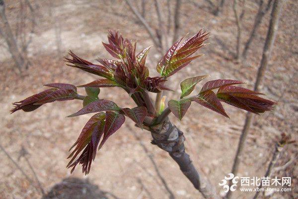 青油香椿树苗