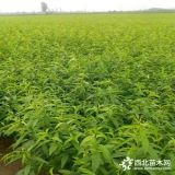 黃金蜜4號(hào)桃樹苗多少錢一株